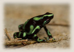 Pacific Costa Rica auratus